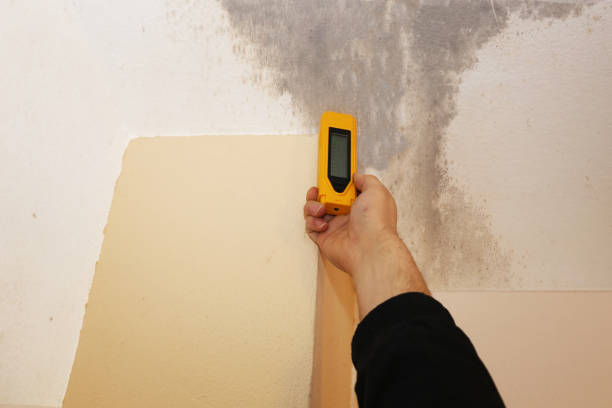 Best Commercial Mold Inspection  in Elkhorn City, KY