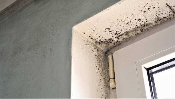 Best Water Damage & Mold Remediation  in Elkhorn City, KY
