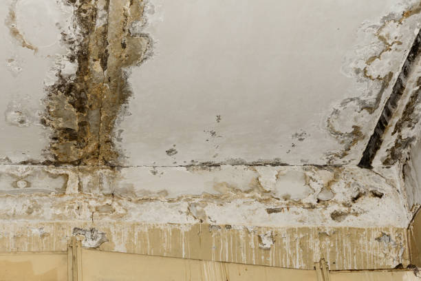 Best Post-Construction Mold Inspection  in Elkhorn City, KY
