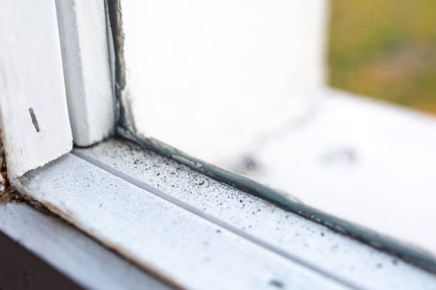 Trusted Elkhorn City, KY Mold Removal Experts