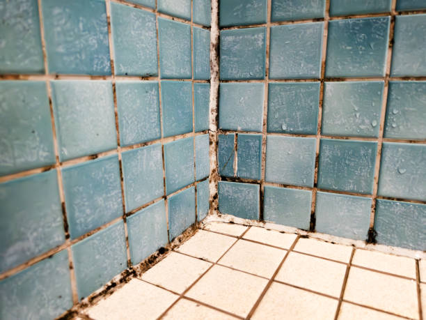 Best Mold Damage Restoration  in Elkhorn City, KY