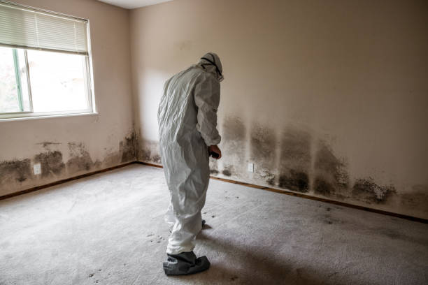 Mold Remediation for Rental Properties in Elkhorn City, KY